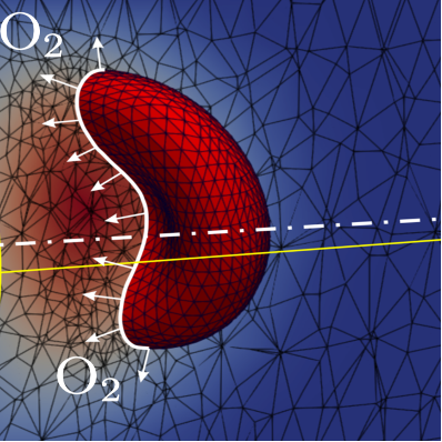 Oxygen distribution around a flowing red blood cell